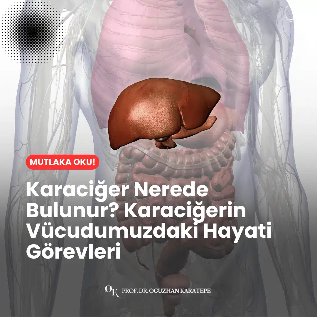Karaciğerin görevleri ve anatomik konumu